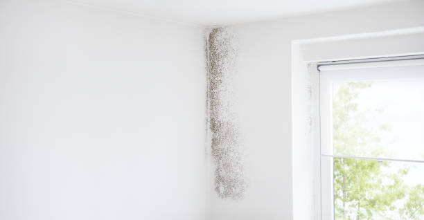 Trusted Williamsville, IL Mold Removal Experts